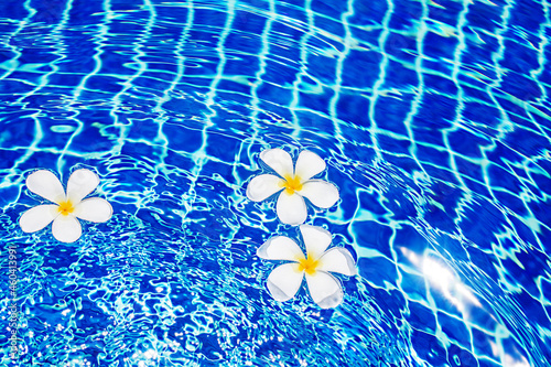 Swimming pool blue water surface background, floating white plumeria frangipani flowers, poolside, tropical sea beach nature, summer holidays, vacation, spa relax, hotel leisure, luxury resort, travel