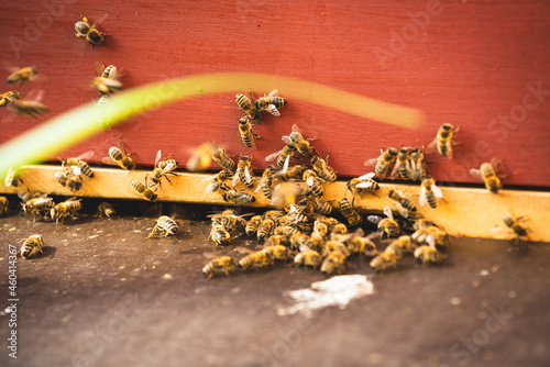 Bienen vor roten Bienenstock