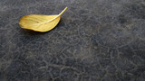 Autumn leaf closeup fall on ground slant view shot with ample space for custom text
