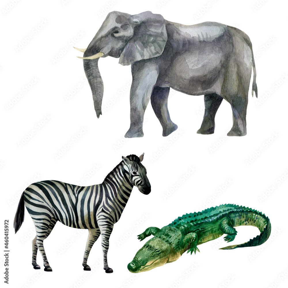 Fototapeta premium Watercolor illustration, set. African tropical animals hand-drawn in watercolor. Zebra, elephant, crocodile.