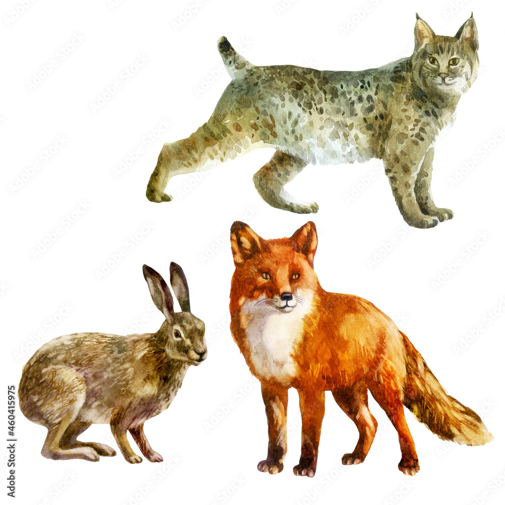 Fototapeta premium Watercolor illustration, set forest animals hand-drawn in watercolor. Lynx, hare, fox.
