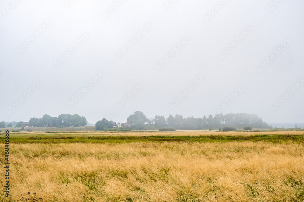 Dry grass at a moor landscape view