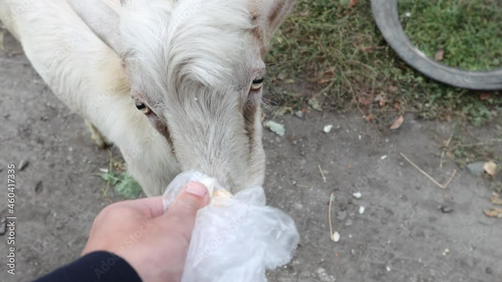 Feeding the goat. A male hand feeds a young goat with bread. Feeding the goat. A male hand feeds a young goat with bread.