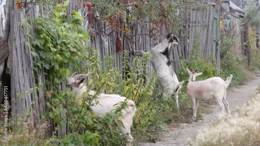 Goats in nature. Goats eat young shoots of trees. One of them got up on