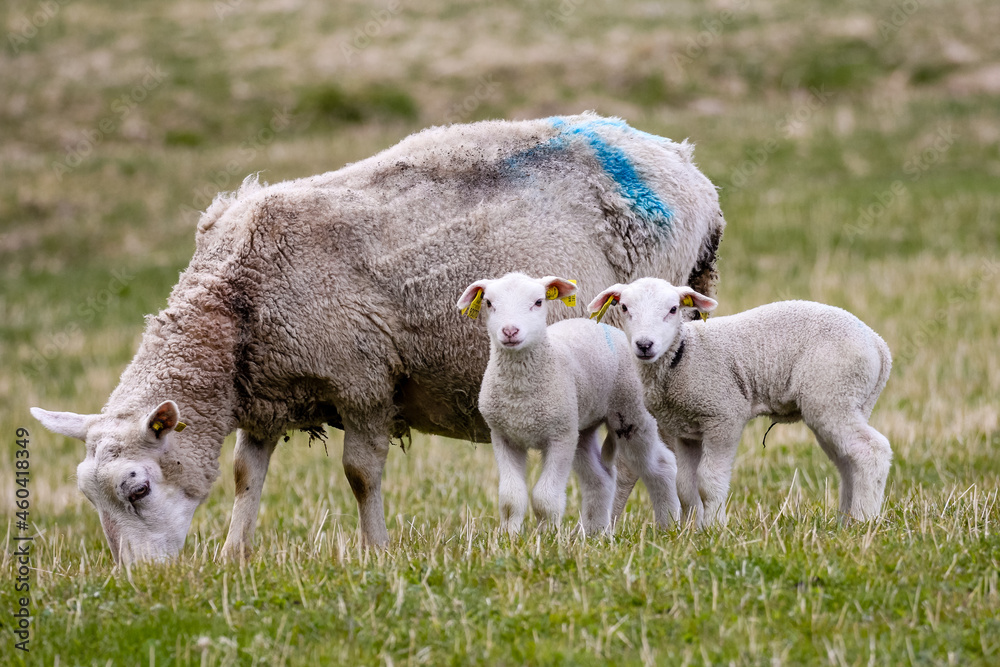 sheep and lambs