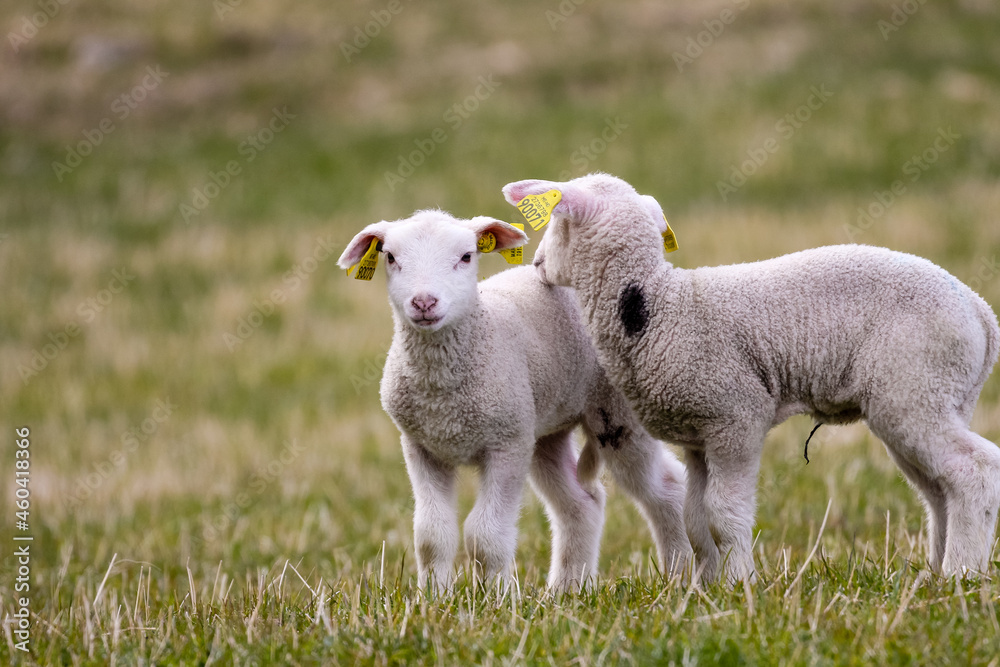Fototapeta premium sheep and lamb