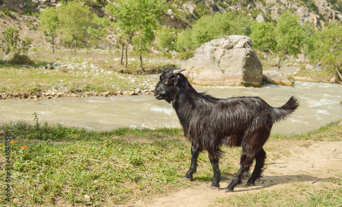Portrait of a shining black colored goat(Capra aegagrus hircus) standing on the ground and staring. A black goat standing on a rock with water flowing in the background