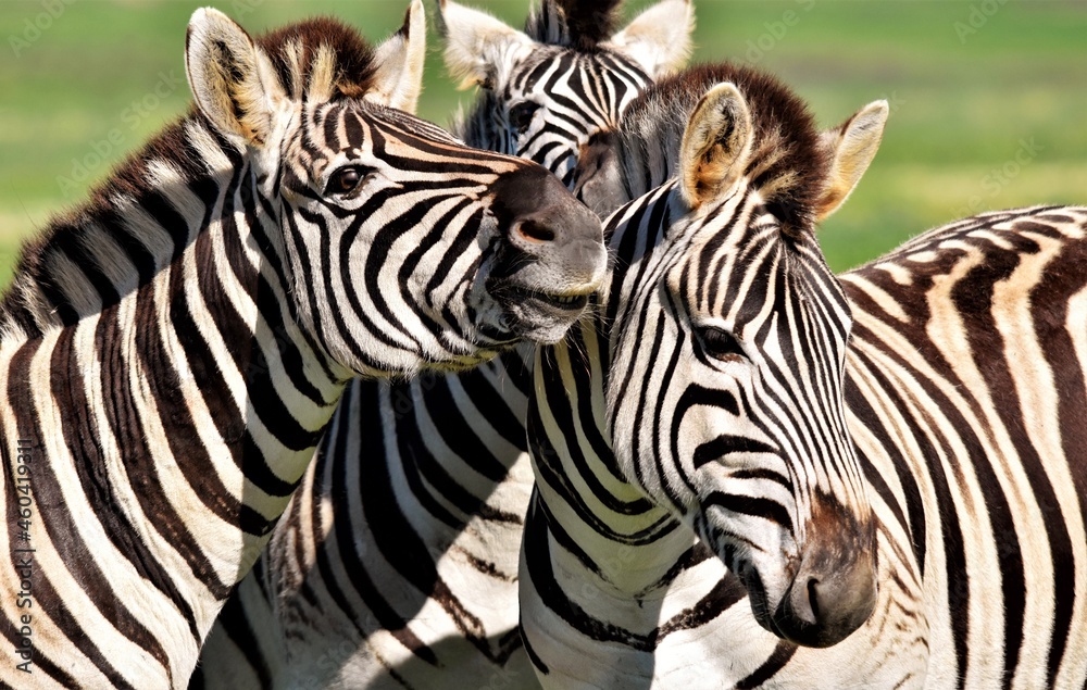 Fototapeta premium Close up of a playful group of Zebras
