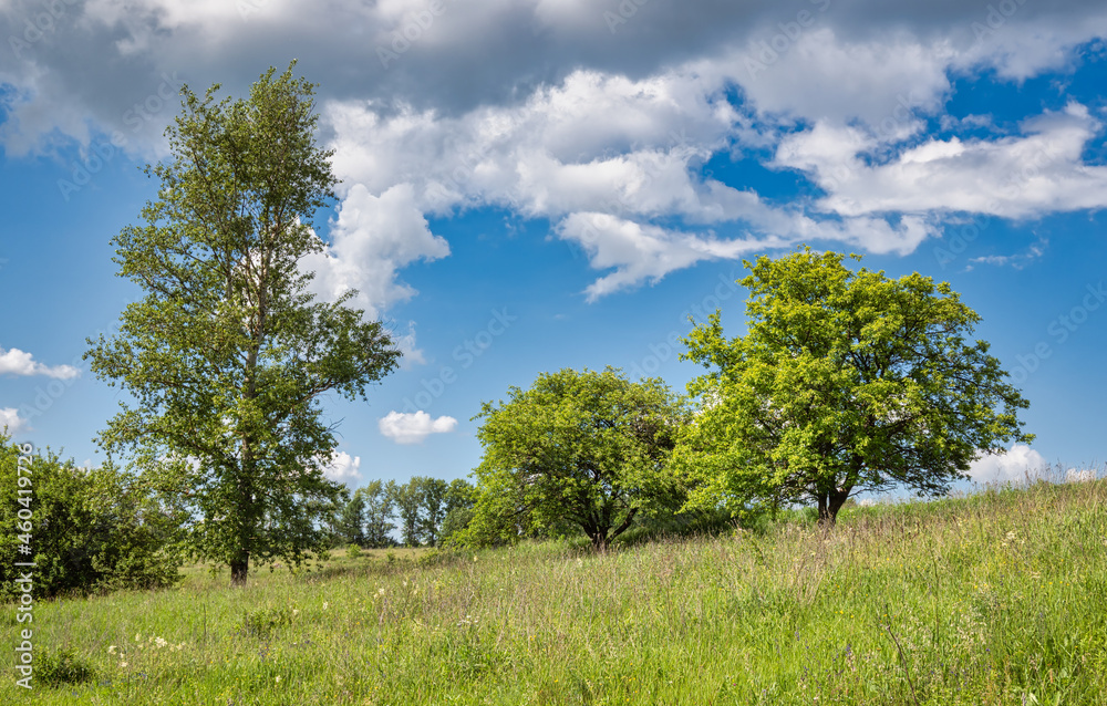 Common landscape in the countryside with lush trees and vegetation. Blue sky and white puffy clouds.
