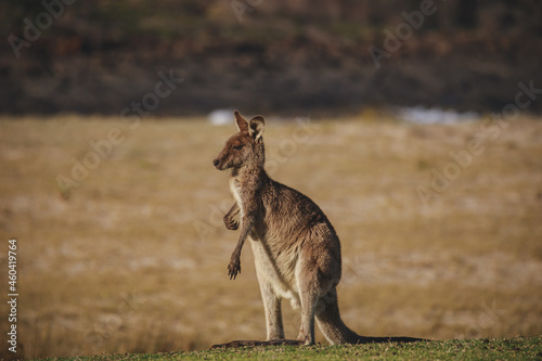 A very young Eastern Grey Kangaroo.