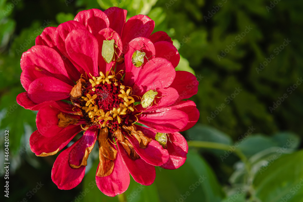 Obraz premium Green stink bugs sit on the red petals of the zinnia flower. View from above. Green blurred background. Concept of insects in the natural environment.