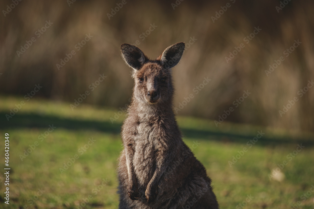 Fototapeta premium A very young Eastern Grey Kangaroo.