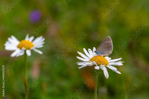 little blue butterfly on daisy flower and a daisy alone, Phengaris rebeli	 photo