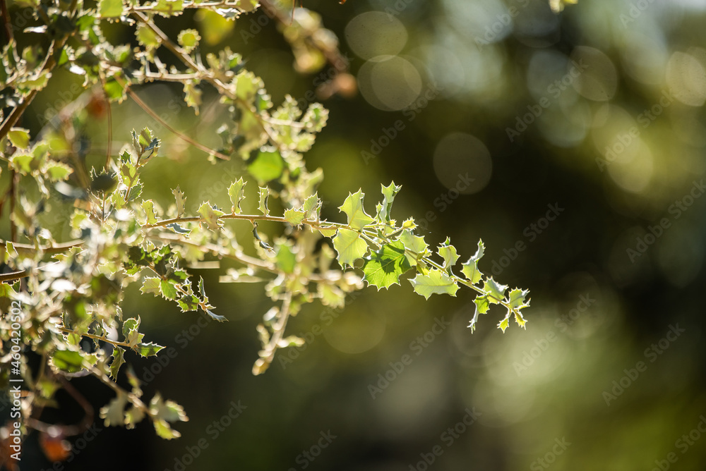 Green branch of a spiked tree, holly, decorative tree Green branch of a spiked tree, holly, decorative tree