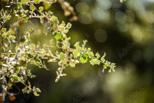 Green branch of a spiked tree, holly, decorative tree