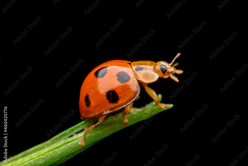 Fototapeta premium ladybird on a leaf