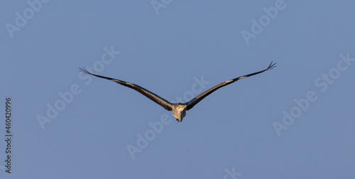 Grey Heron in fly against blue background