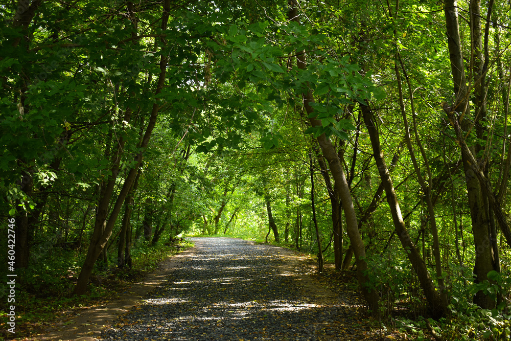 Fototapeta premium path in the forest
