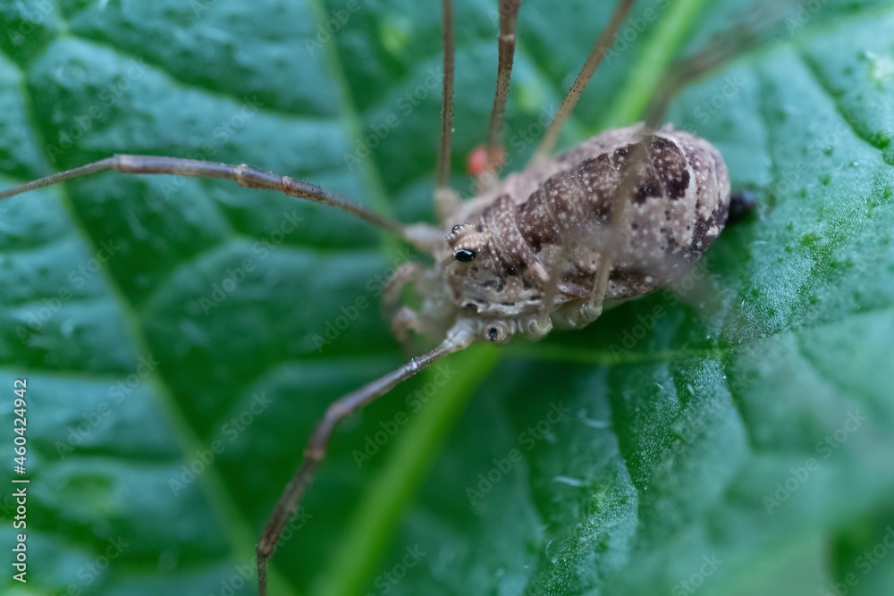 Haymaker spider on green foliage close-up