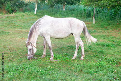 Domestic mare grazing . White horse on the pasture 