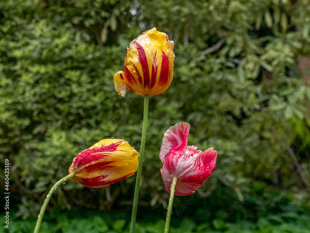 Obraz premium Three Wet Tulips
