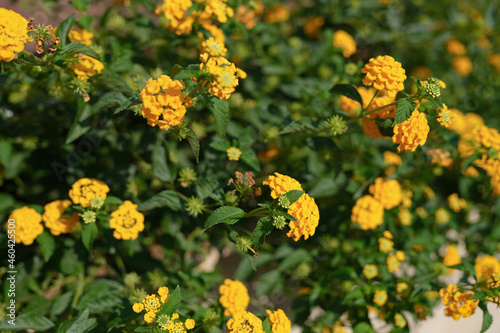 Bright blooming yellow flowers in garden closeup