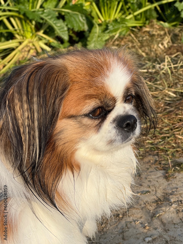 Portrait - Kleiner Hund mitten in der Natur. Nahaufnahme des Gesichts mit dem Blick leicht zur Seite am Feldrand. 
Leben auf dem Land, Tibet Spaniel, Tibetan Spaniel, Shih Tzu, Pekingese, little Dog