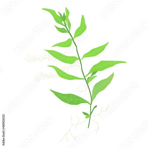 Hygrophila polysperma vector illustration Aquarium plants water plants Freshwater plants
