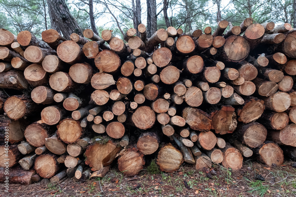 stack of firewood