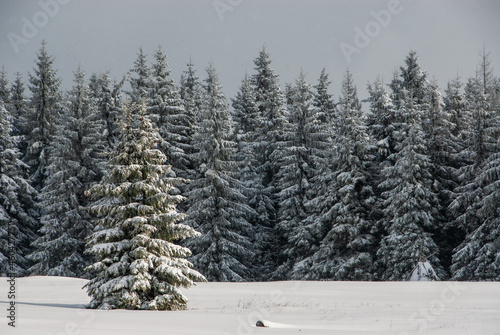 Winter forest in the mountains, Beskids, Poland