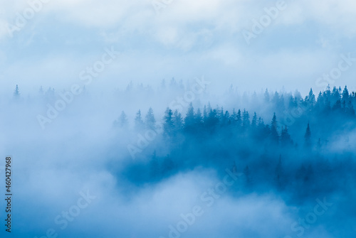 Misty forest in the mountains, Beskids, Poland