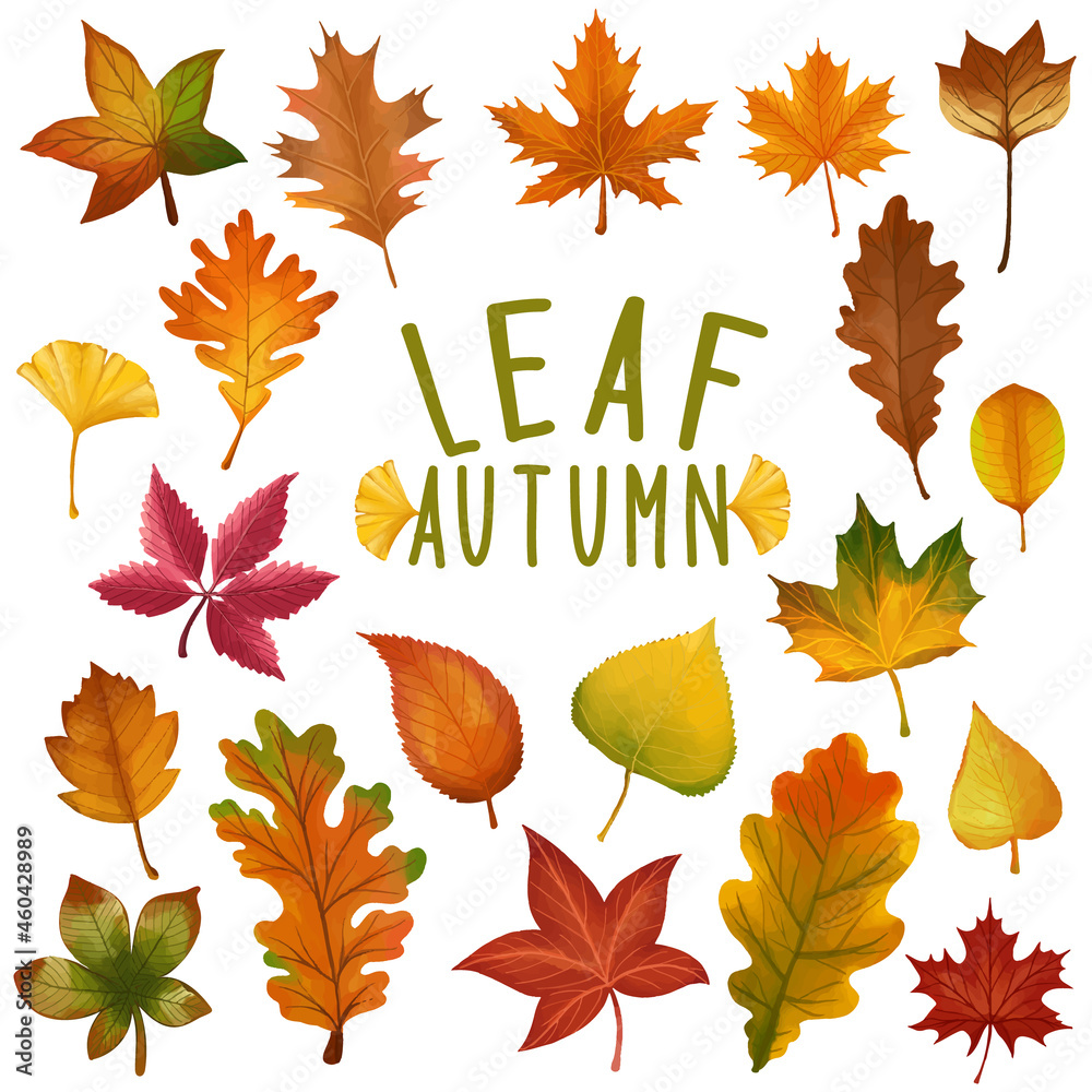 Set of watercolor painted Leaf, Autumn leaves clipart. Hand drawn isolated on white background