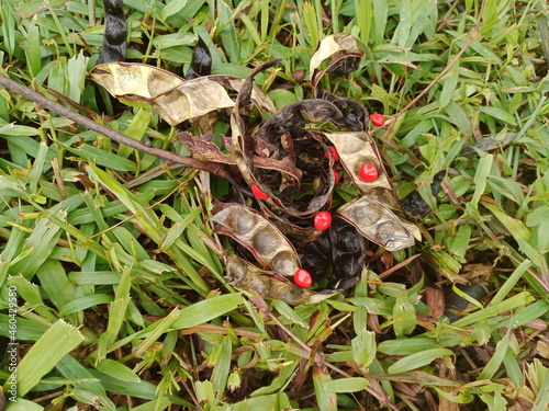 Saga Seed/Acacia beans red in colour