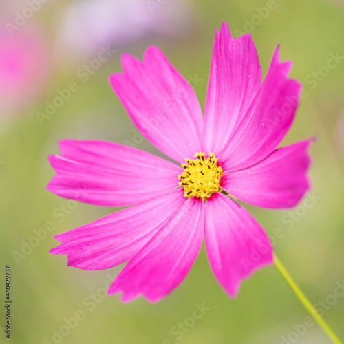 【秋】ピンク色のコスモスの花　1:1
