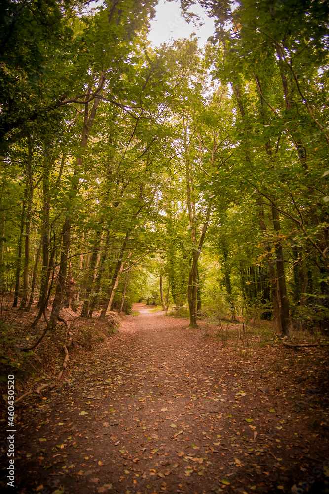 Tall Green Woodand Forest Tree  Background