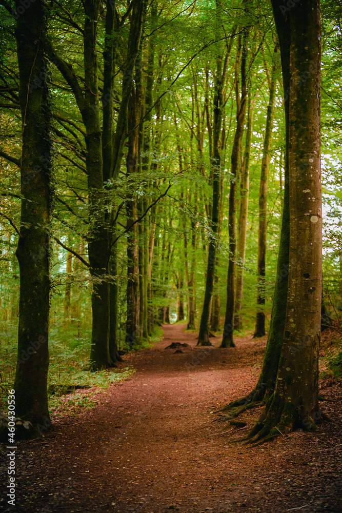 Naklejka premium Tall Green Woodand Forest Tree Background