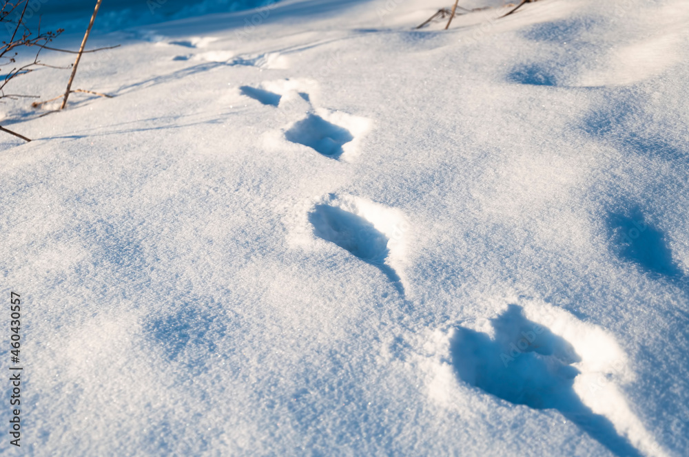Winter snow texture close-up with footprints of a bird. Winter snow texture close-up with footprints of a bird.