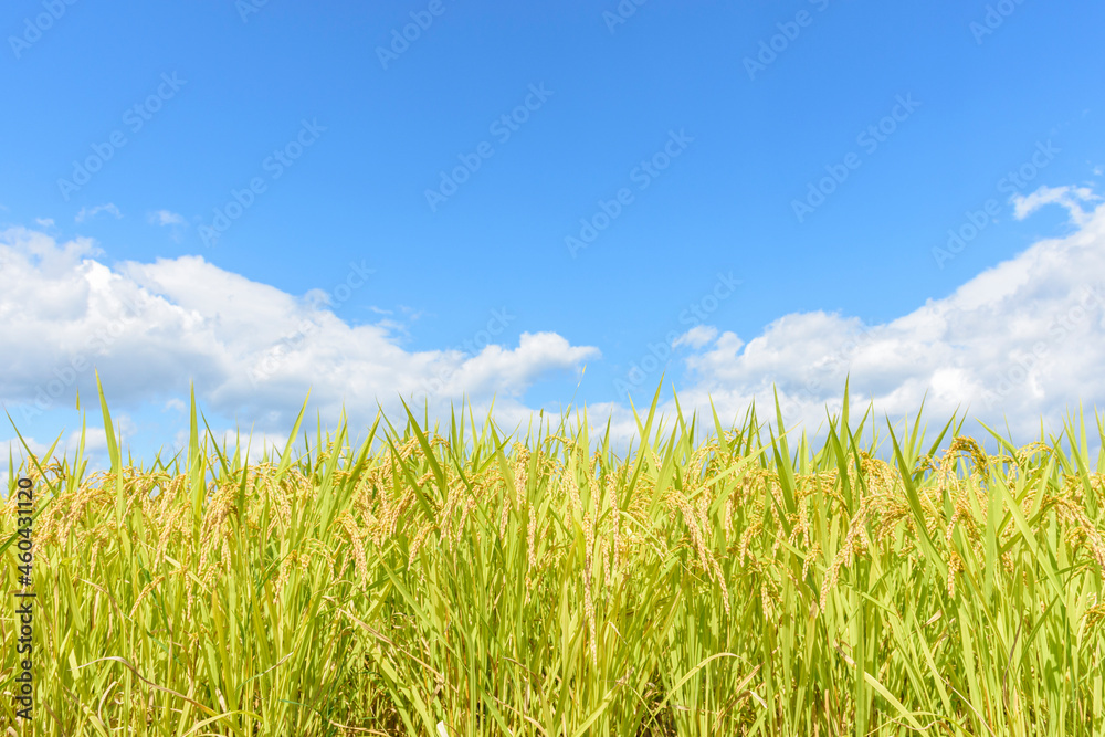 Obraz premium 東北の稲作 宮城県蔵王町