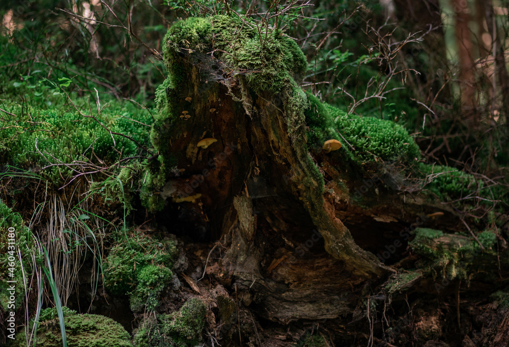 Stump with moss and mushrooms Stump with moss and mushrooms