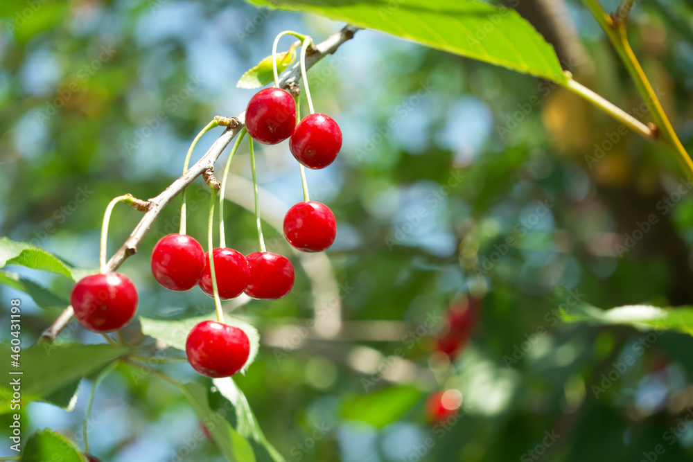 Obraz premium Ripe red cherries on a tree branch, a close-up shot.