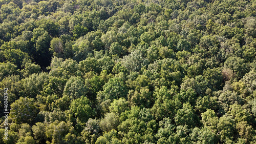 Beautiful dense forest  top view. The tops of a variety of trees.