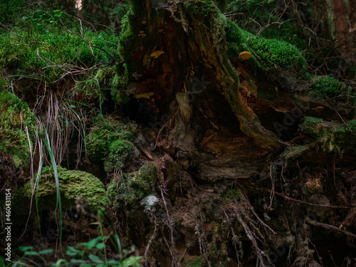 Roots with moss