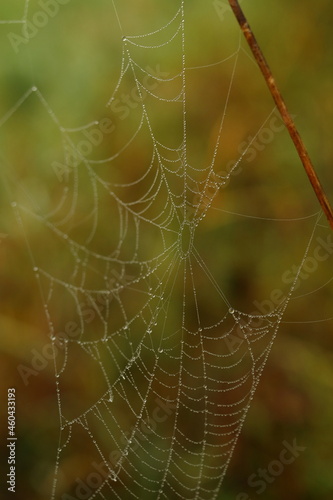 dew drops on a cobweb in the grass, late summer