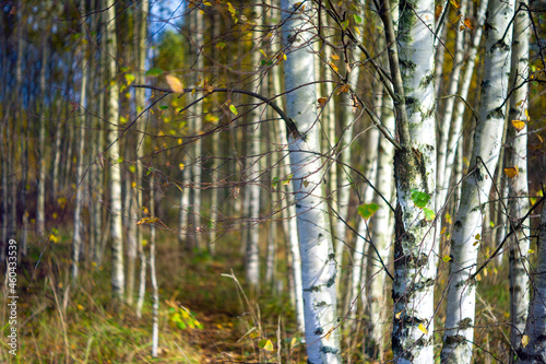 birch tree forest