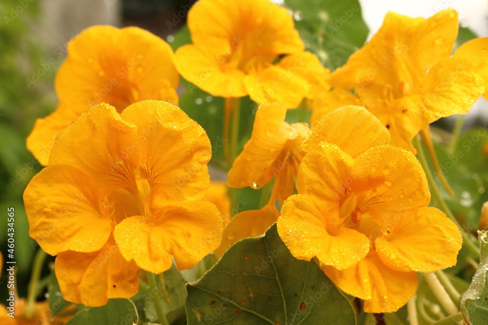 Obraz premium Tropaeolum majus. Flower of medicinal yellow herb with leaf
