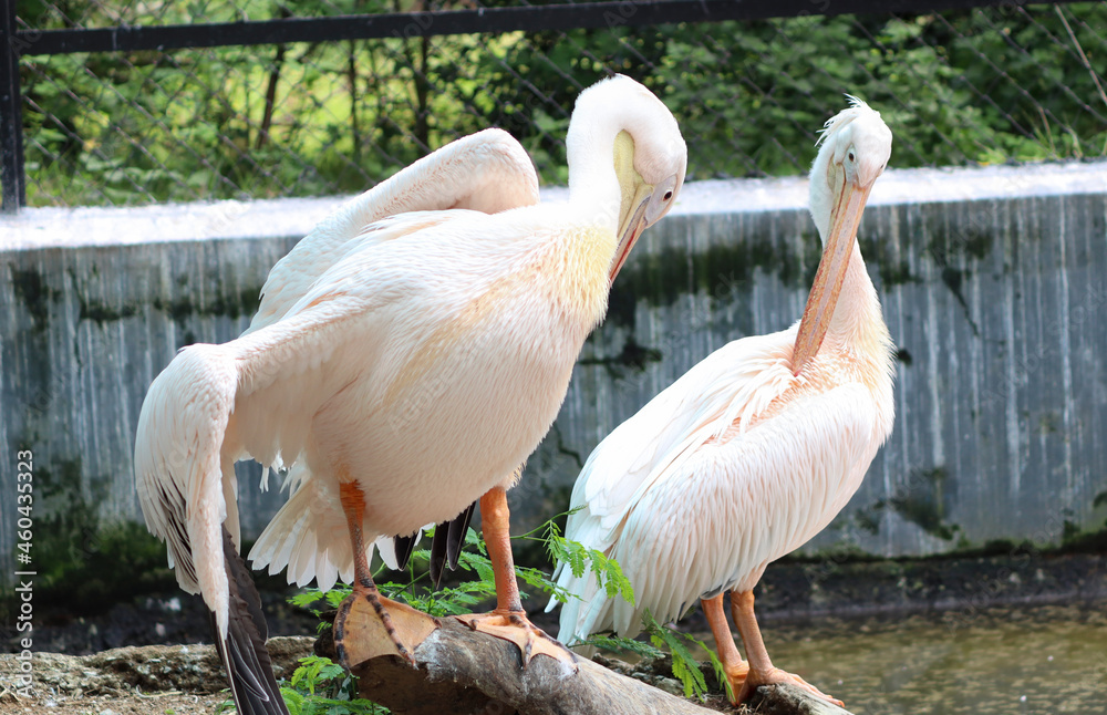 Pelican, white pelican, water bird, pink, large beak, spring dress Pelican, white pelican, water bird, pink, large beak, spring dress