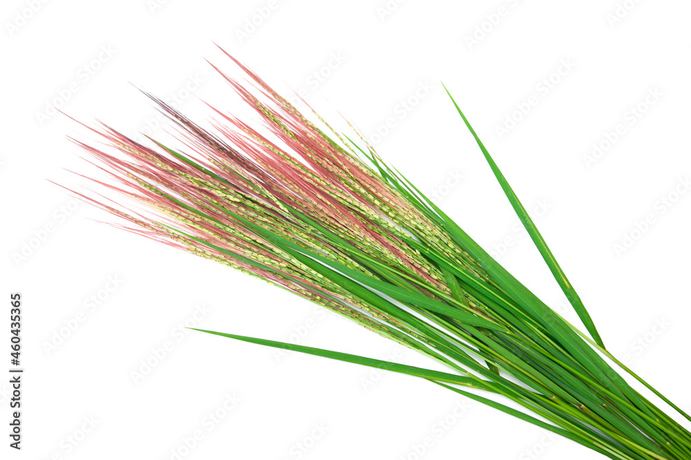 Oryza rufipogon isolated on white background. Oryza rufipogon isolated on white background.