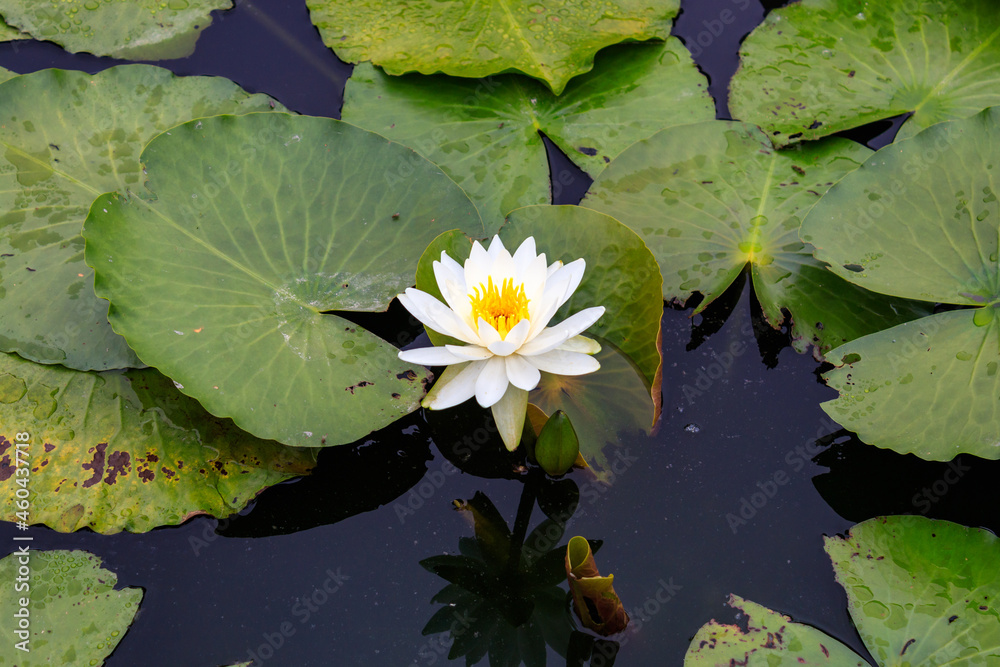 池に咲いた白いスイレンの花 池に咲いた白いスイレンの花