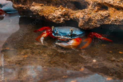 a real live rainbow crab in an aquarium in the water near a stone grotto
