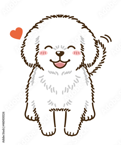 懐くトイプードル（白）